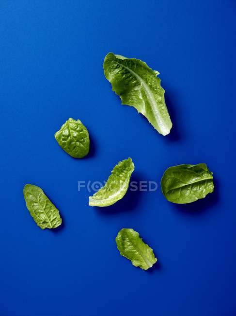 Cos lettuce leaves — Stock Photo