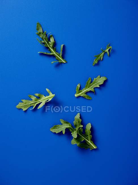 Foglie di rucola verde — Foto stock