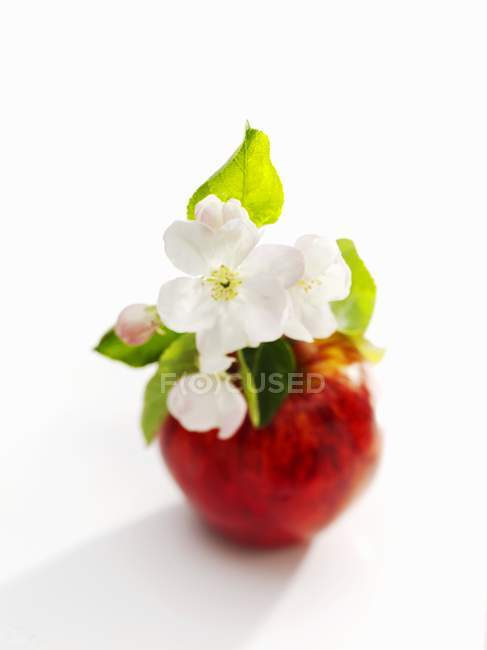 Manzana con flor de manzana - foto de stock