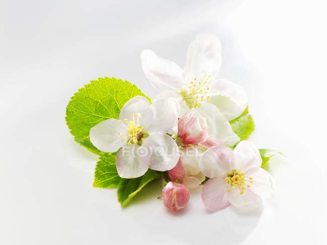 Flor de manzana y hojas de manzana en la superficie blanca - foto de stock