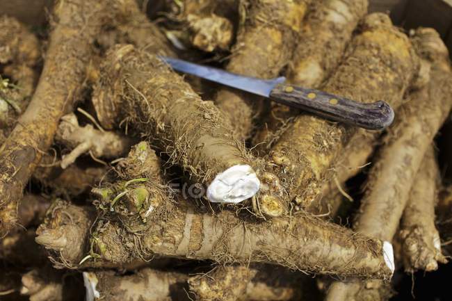 Щойно зібране horseradishes — стокове фото