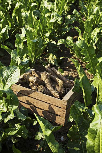 Freshly harvested horseradishes — Stock Photo