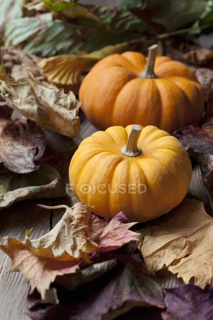 Ripe organic mini pumpkins — Stock Photo
