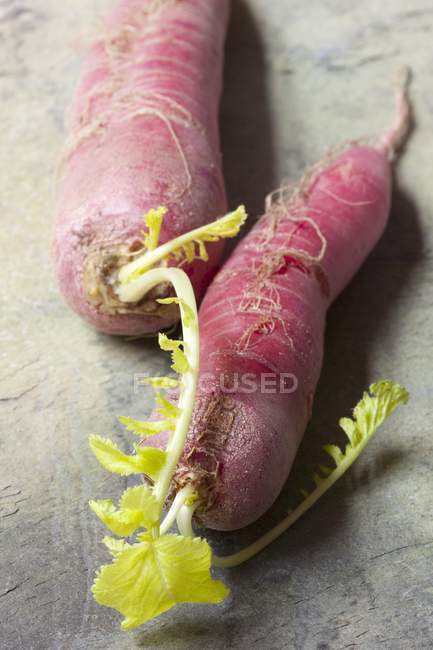 Fresh picked red radishes — Stock Photo