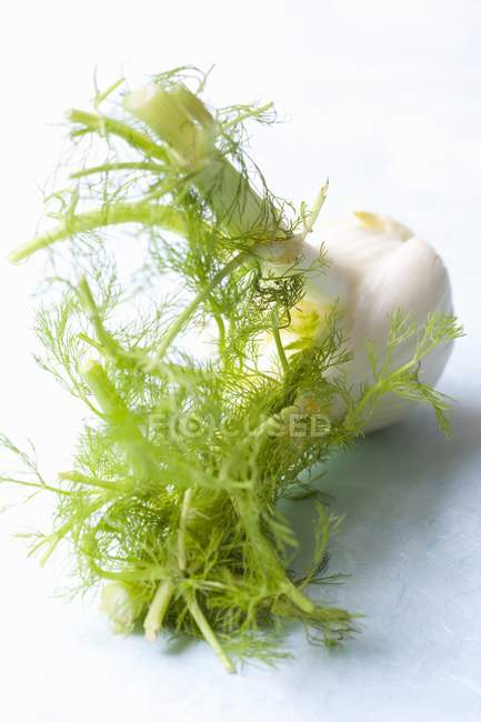Fresh green fennel — Stock Photo