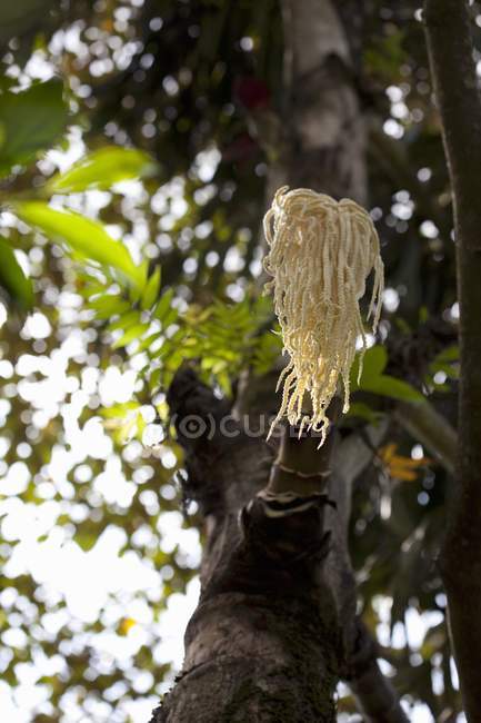 Visão de ângulo baixo de uma palmeira Kithul com uma flor — Fotografia de Stock