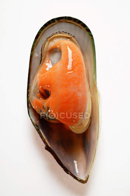 Frische Neuseeländische Muschel — Stockfoto