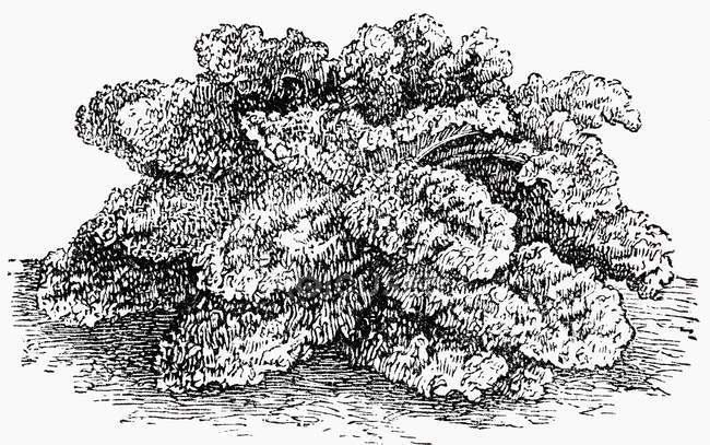 Ilustración en blanco y negro del arbusto de col rizada - foto de stock