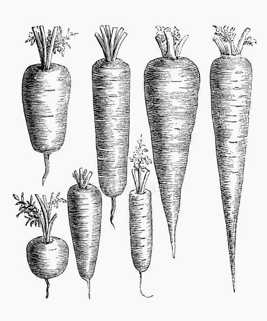 Различные типы моркови, иллюстрации — стоковое фото