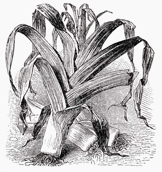 Porree, Schwarz-Weiß-Illustration — Stockfoto
