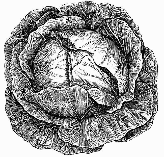 Чорно-біла ілюстрація білокачанної капусти — стокове фото
