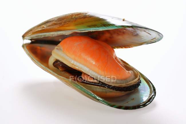 Fresh Opened mussel — Stock Photo