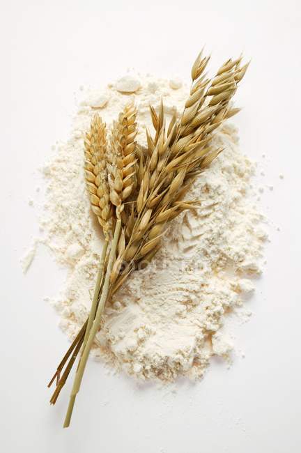 Уши пшеницы и овса — стоковое фото