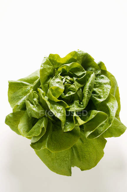 Fresh Green lettuce — Stock Photo