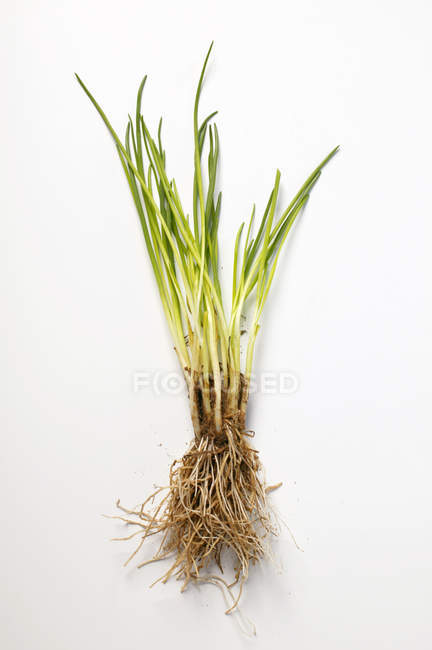 Fresh picked Chives with roots — Stock Photo