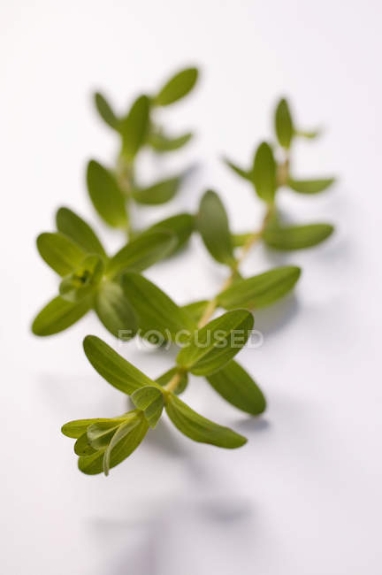 Vista close-up de Saint Johns raminhos de plantas de mosto em uma superfície branca — Fotografia de Stock
