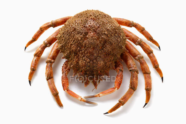 Vista de cerca de un cangrejo araña en la superficie blanca - foto de stock