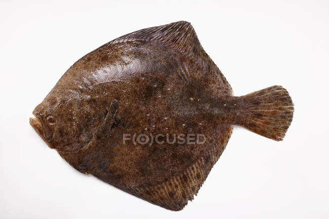 Fresh whole turbot fish — Stock Photo