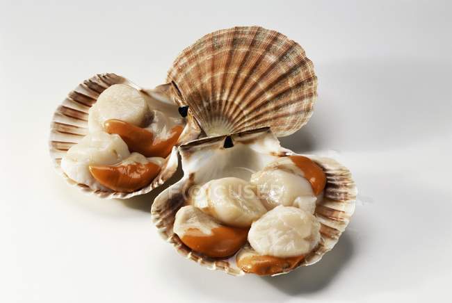 Closeup view of scallops in shells on white surface — Stock Photo