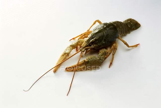 Closeup view of freshwater crayfish on white surface — Stock Photo