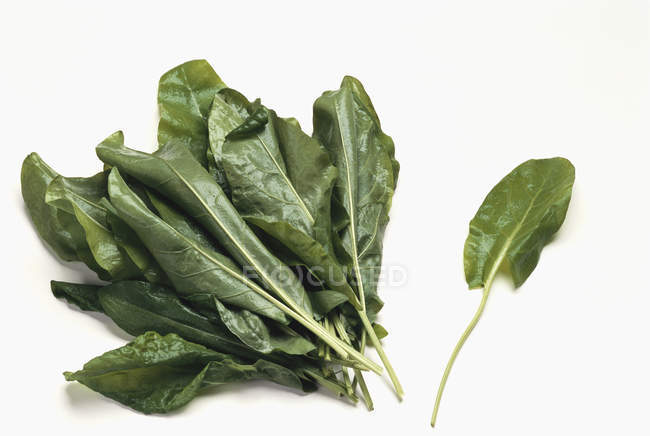Fresh sorrel leaves — Stock Photo