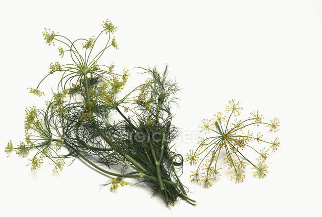 Fresh dill with flowers — Stock Photo