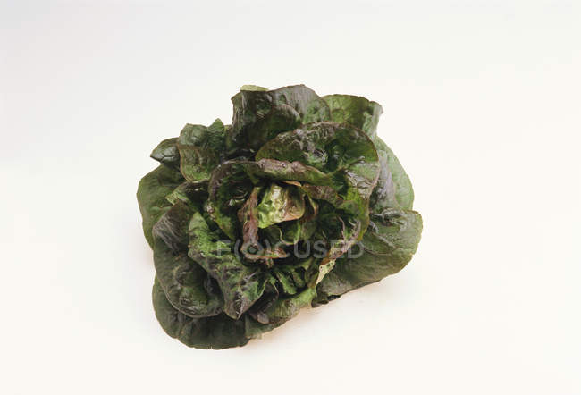 Fresh Red lettuce — Stock Photo