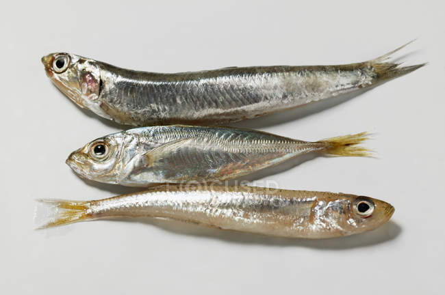 Small sand smelts and anchovy — Stock Photo