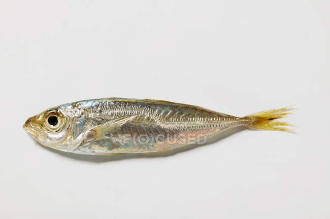 Small fresh anchovy — Stock Photo
