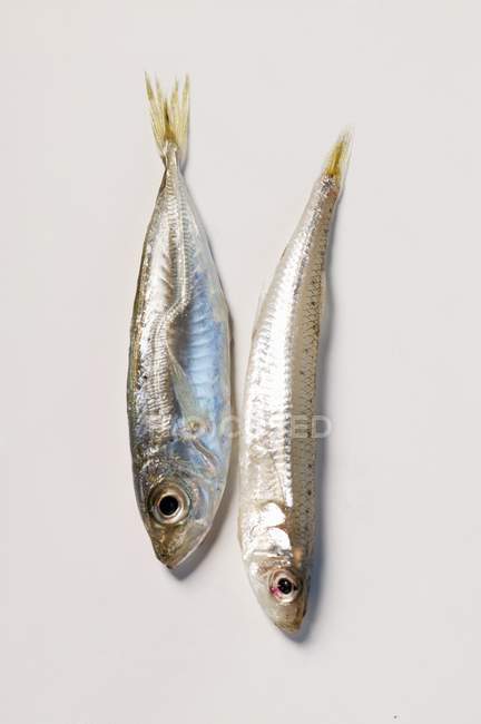 Fresh sands melt and small anchovy — Stock Photo