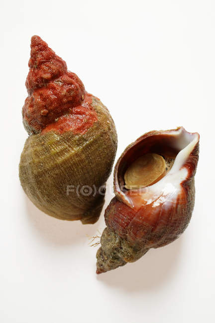 Closeup view of two sea snails on white surface — Stock Photo
