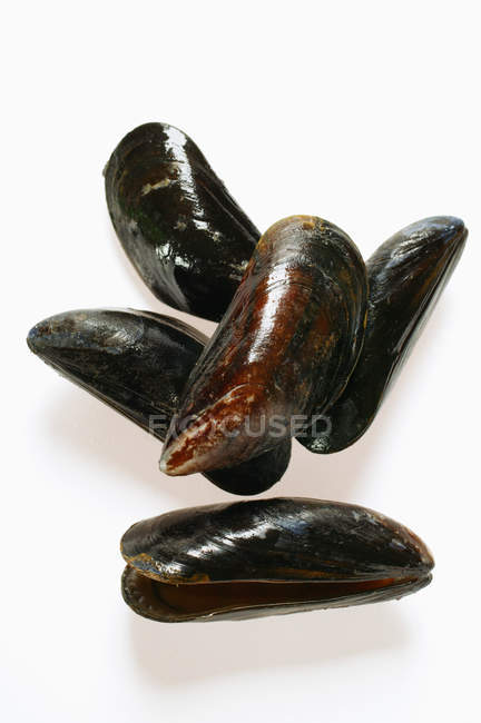 Fresh blue mussels — Stock Photo