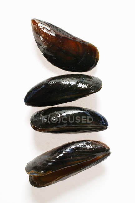 Row of Fresh mussels — Stock Photo