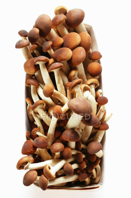 Fresh Pioppino mushrooms — Stock Photo