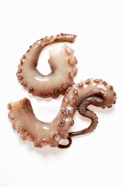 Octopus arms, close-up — Stock Photo