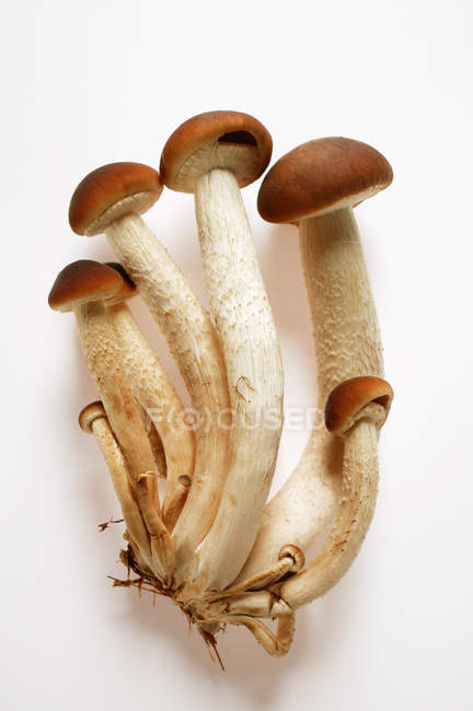 Frische Pioppino-Pilze — Stockfoto