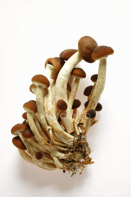 Fresh Pioppino mushrooms — Stock Photo