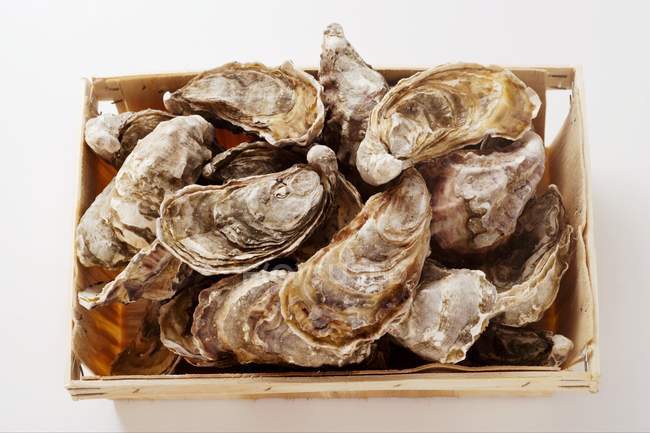 Austern in einer Kiste, Nahaufnahme — Stockfoto