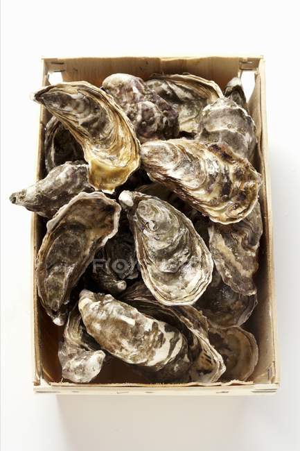 Oysters in a crate, close-up — Stock Photo