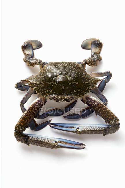 Nahaufnahme einer blauen Krabbe auf weißer Oberfläche — Stockfoto