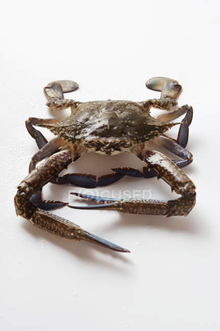 Vue rapprochée d'un crabe bleu sur une surface blanche — Photo de stock