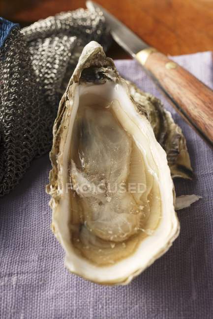 Vista close-up de ostra aberta em pano roxo com faca e luva de ostra — Fotografia de Stock