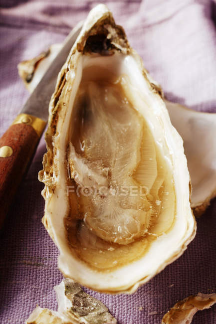 Primo piano vista di ostrica aperta su panno viola — Foto stock