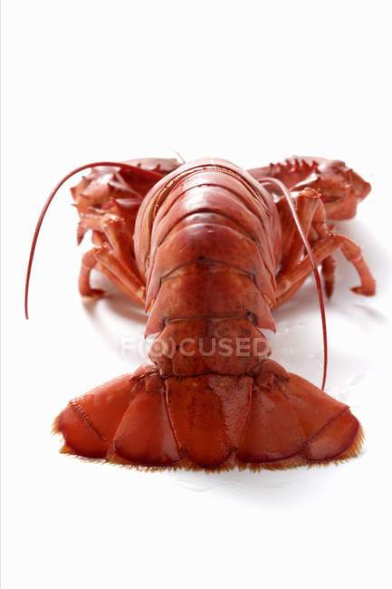 Single boiled lobster — Stock Photo
