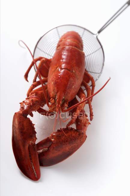 Cooked lobster on ladle — Stock Photo