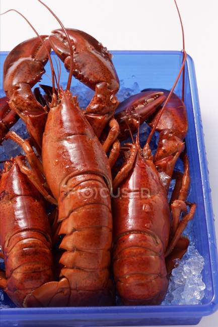 Lobsters on crushed ice — Stock Photo