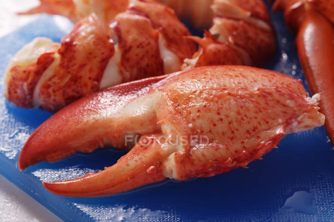 Lobster, cooked and prepared — Stock Photo