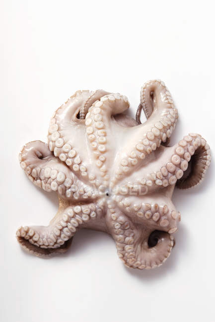 Fresh octopus, close-up — Stock Photo
