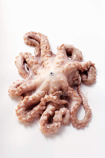 Fresh octopus, close-up — Stock Photo