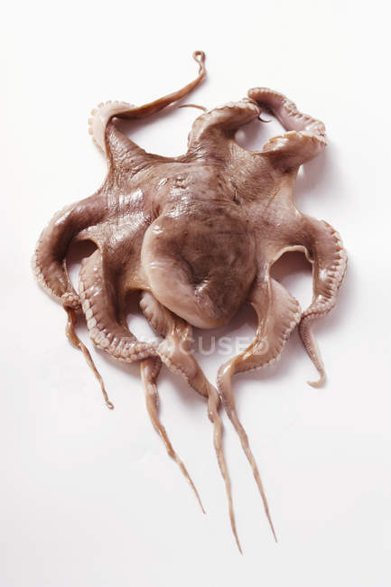 Frischer Oktopus, Nahaufnahme — Stockfoto